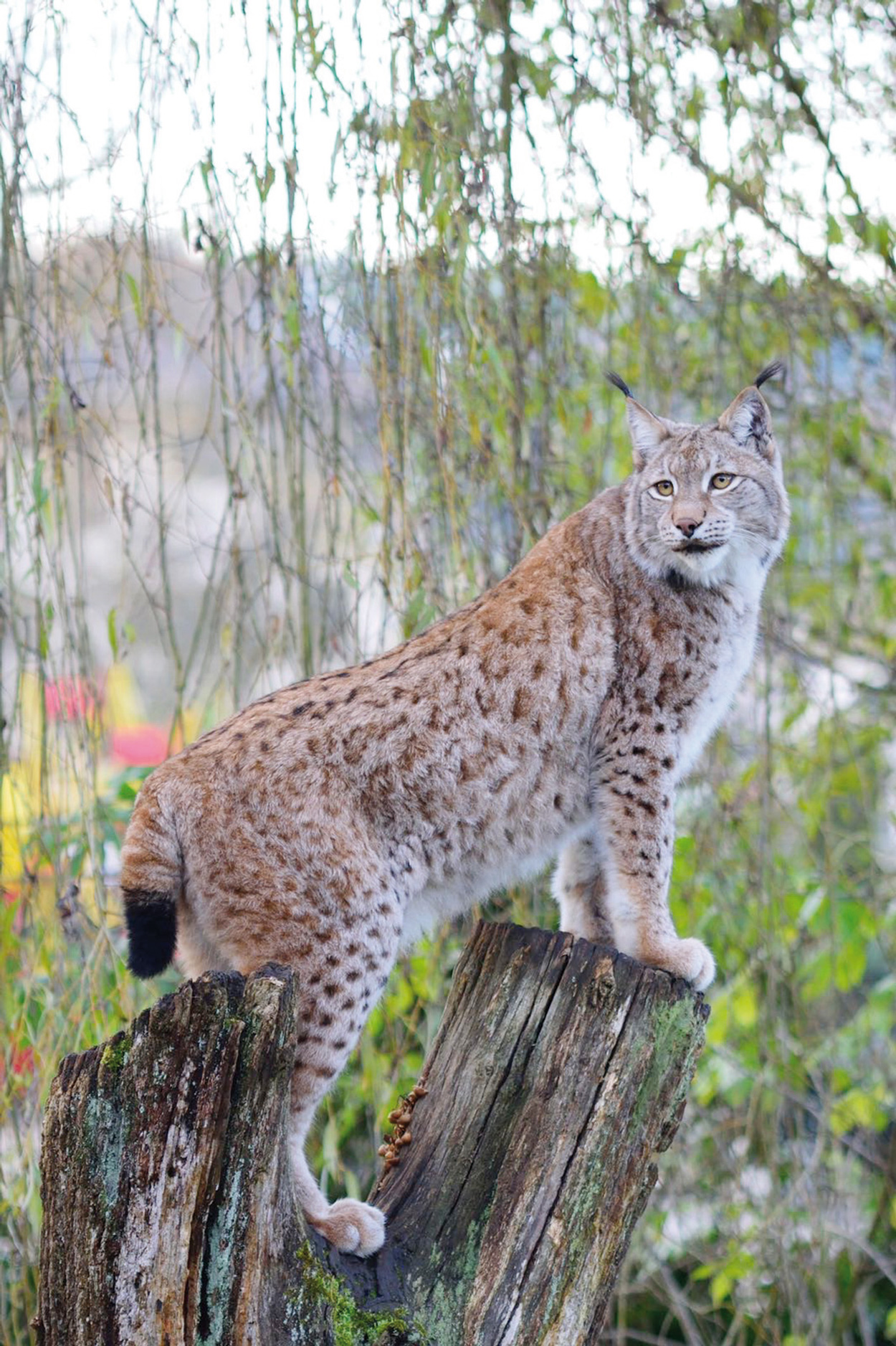 Luchs