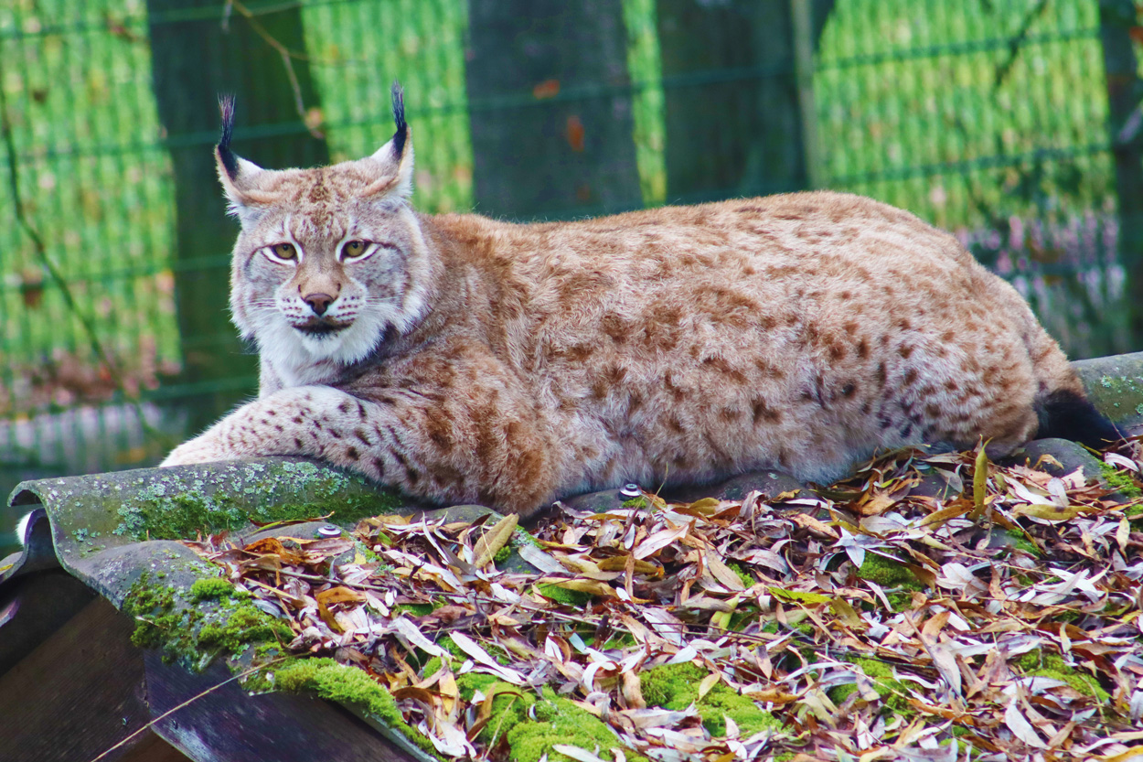 Luchs