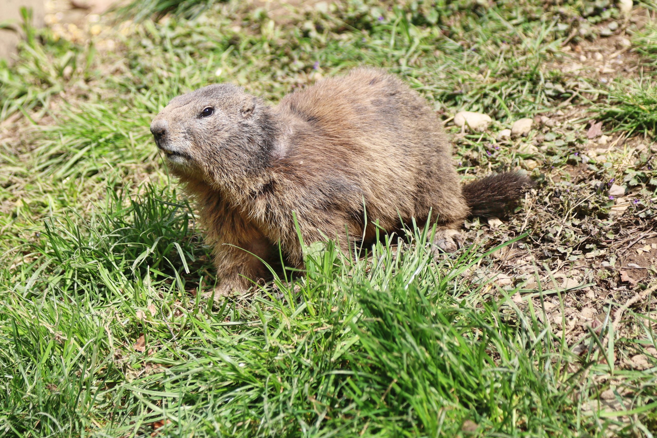 Sikahirsch