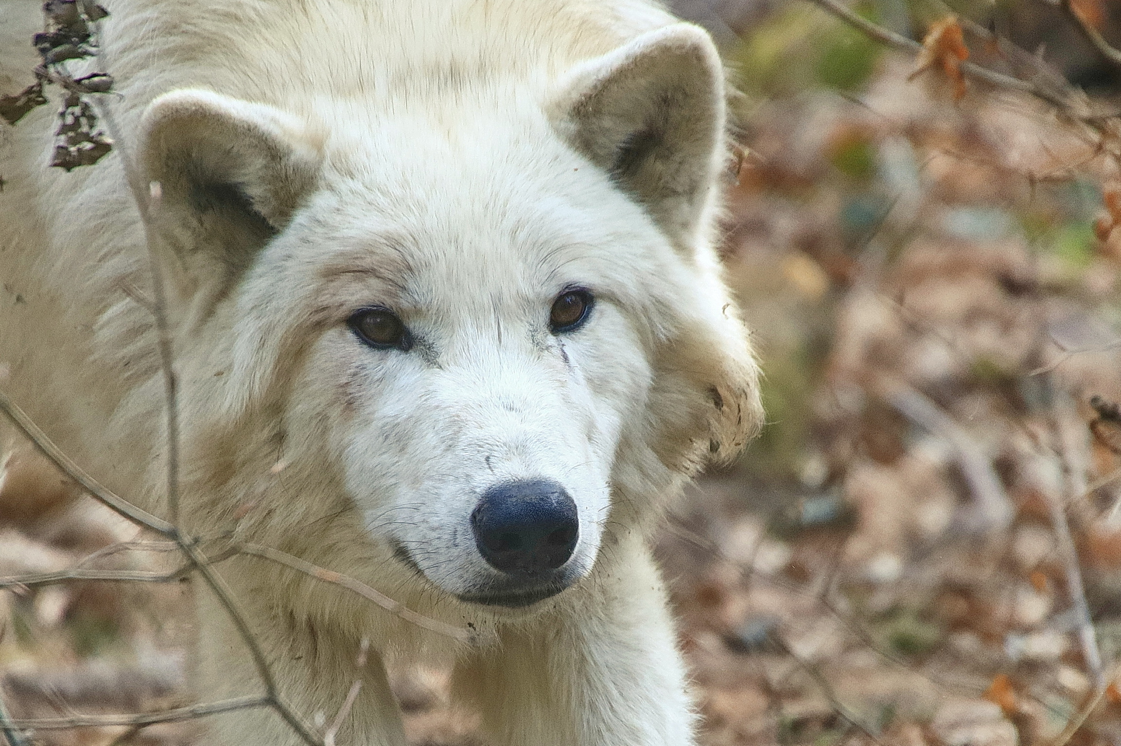 Tiere in ihrer natürlichen Umgebung sehen