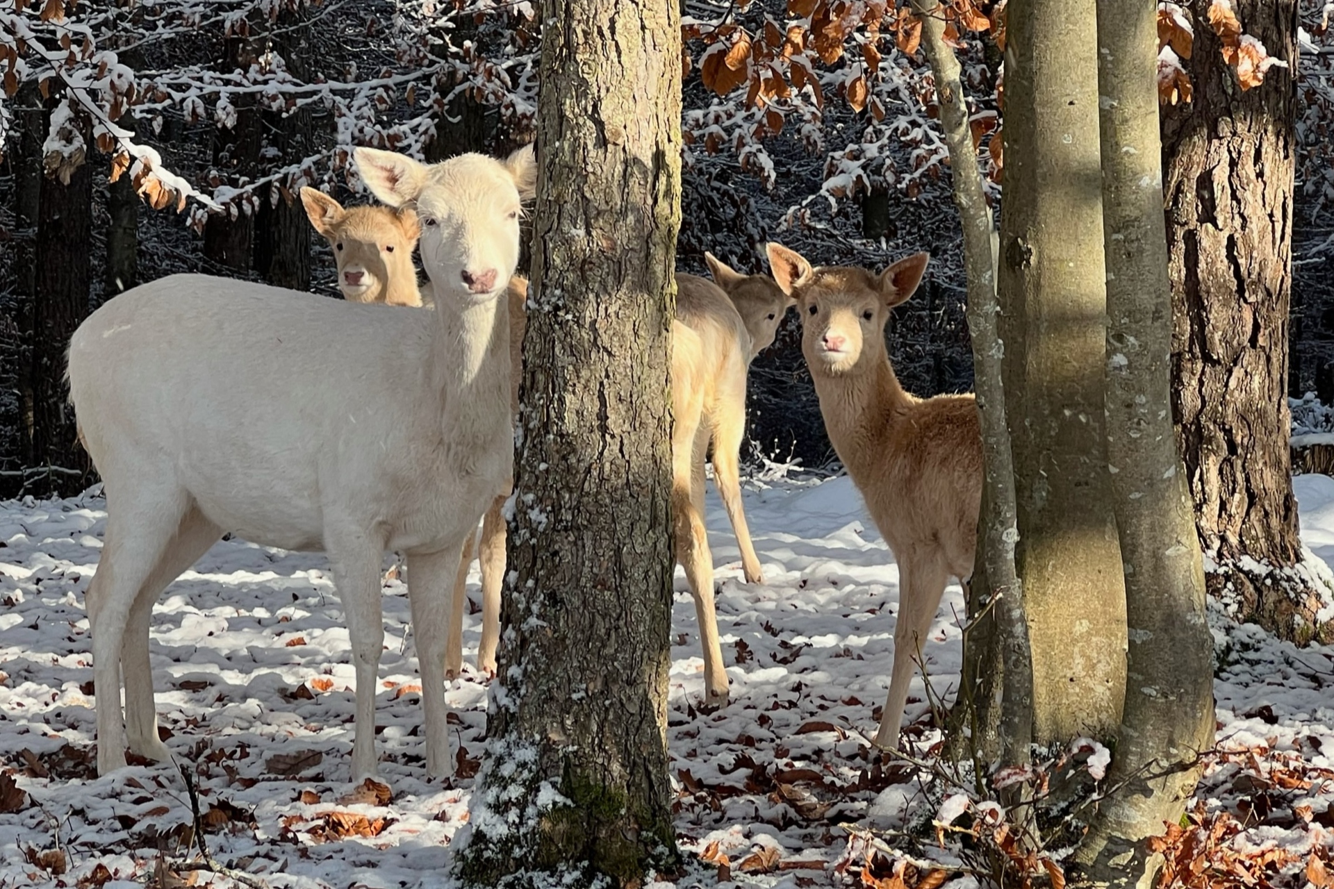 Erlebe die heimische Tierwelt im Winter.