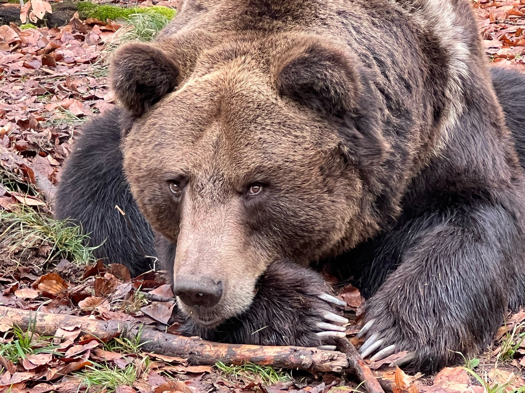 Über 300 Wildtiere in riesigen Freigehegen