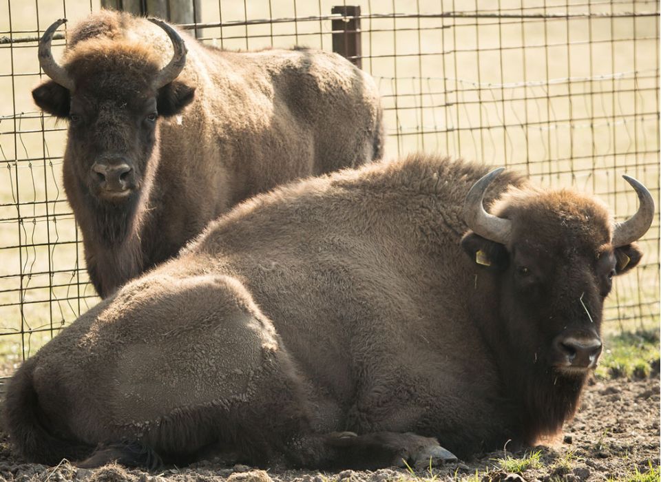 Wisent