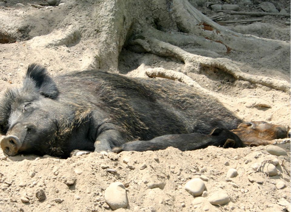 Schwarzwild