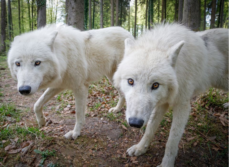 Wolf