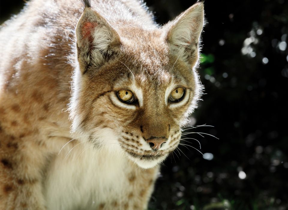 Luchs
